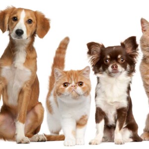cats and dogs image
